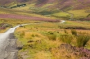Road through the Lammermuir Hills,Scottish Borders. Aug. '14.