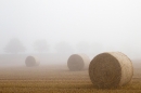 Round straw bales in mist. Sept. '14.