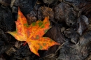 Autumnal leaf 4 Oct. '14.