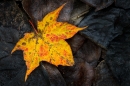 Autumnal leaf 2. Oct. '14.