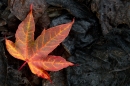 Autumnal leaf 1. Oct. '14.