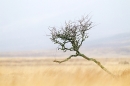 Tree in snow shower. Feb. '15.