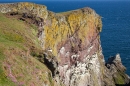 St Abbs Head nature reserve. May. '15.