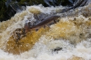 Leaping Salmon 4. Oct. '16.