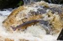 Leaping Salmon 2. Oct. '16.