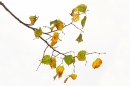 Autumn leaves. Oct. '16.