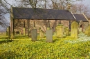 Doddington churchyard winter aconites. Feb '18.