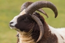 Jacob sheep portrait. Mar '18.