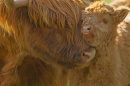 Highland Coo and calf. Mar '18.
