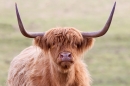 Horny Highland Coo. Mar '18.