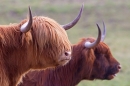Highland Coos. Mar '18.