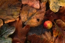 Gall on leaves.