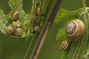 Banded Snails.