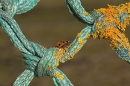 Ladybird on lichen rope.