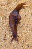 Sea Hare 1. Aug. '22.