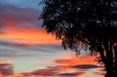 Sunset sky tree. Aug. '22.