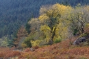 Loch Beg,Ben More trees. Oct. '22.