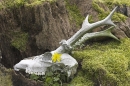 Roe Deer skull and antlers.25.04.'10