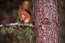 Red Squirrel on scots pine needle branch.