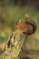 Red Squirrel feeding on stump.