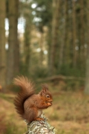 Red Squirrel feeding,in habitat.