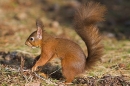 Red Squirrel, foraging.