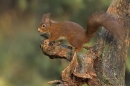 Red Squirrel on stump.