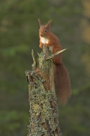 Red Squirrel stood on conifer stump.