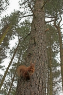 Red Squirrel,up the trunk.