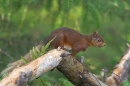 Red Squirrel with blonde tail.