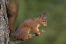 Red Squirrel sat with tail up.