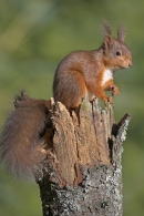 Red Squirrel sat up on old conifer stump.
