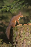 Red Squirrel stood up,with spruce cones.