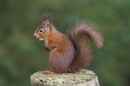 Red Squirrel sat up on stump.