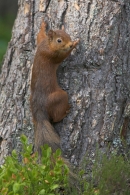 Red Squirrel clinging to base of pine tree.