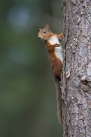 Red Squirrel clinging to the side of a scots pine.