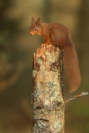 Red Squirrel on conifer stump.