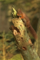 Red Squirrel climbing old spruce stump.