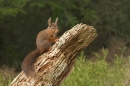 Red Squirrel on rotting stump.