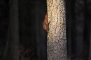 Red Squirrel,spot lit.