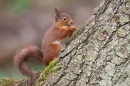 Red Squirrel sat upright on trunk. Mar '19.