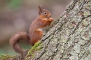 Red Squirrel sat upright on trunk. Mar '19.