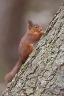 Red Squirrel feeding on trunk. Mar '19.