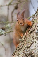 Red Squirrel on larch tree 5. Jan '20.