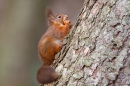 Red Squirrel on larch tree 4. Jan '20.
