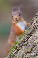 Red Squirrel on larch tree 3. Jan '20.