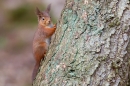 Red Squirrel on larch tree 2. Jan '20.