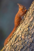 Red Squirrel holding nut. Feb. '23.