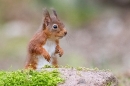 Red Squirrel behind mossy rock 1. Feb. '24.