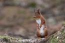 Red Squirrel stood on larch root. Feb. '23.